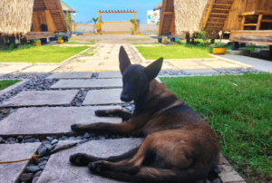 A serene dog lies contentedly on the cool ground of Beach Camp, perfectly at ease in the shade of swaying palm trees. This peaceful scene highlights Beach Camp's commitment to being a pet-friendly retreat, where every member of the family, including four-legged ones, is welcomed with open arms. The dog's relaxed posture and the calm surroundings reflect the resort's tranquil atmosphere, set against the backdrop of La Union's stunning coastal landscape. The image conveys a sense of belonging and comfort, illustrating that Beach Camp is a place where pets can relax just as much as their human companions. The resort's pet-friendly policy ensures that guests never have to leave their beloved pets behind, making for a truly inclusive and memorable vacation experience where every moment is shared with those who matter most.
