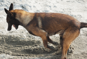 On the soft, sandy shores of Beach Camp, Mamot, the beloved Belgian Malinois mascot, is caught in a playful moment, digging energetically into the sand. His paws send showers of fine, golden grains flying around him, creating a miniature sandstorm that sparkles in the sunlight. With focused determination and the occasional curious glance at the discoveries beneath the surface, Mamot embodies the spirit of adventure and fun that Beach Camp offers. Behind him, the beach stretches out, dotted with palm trees and the gentle waves of La Union's coastline lapping at the shore. This image captures Mamot's joyful energy and the carefree beach atmosphere, inviting guests to let loose, enjoy the simple pleasures, and maybe even join in on the digging, creating lasting memories in this beautiful seaside retreat.