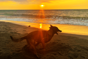 An unforgettable moment as the sun sets at Beach Camp La Union, with the sky ablaze in golden and amber tones. This image captures the peaceful conclusion of a day at the beach resort, where the beauty of La Union's coastline is enhanced by the natural splendor of the sunset, inviting guests to relax and reflect in the beauty of nature.